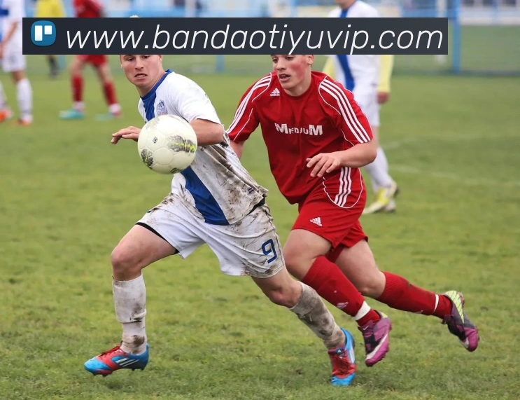 半岛体育平台生态图